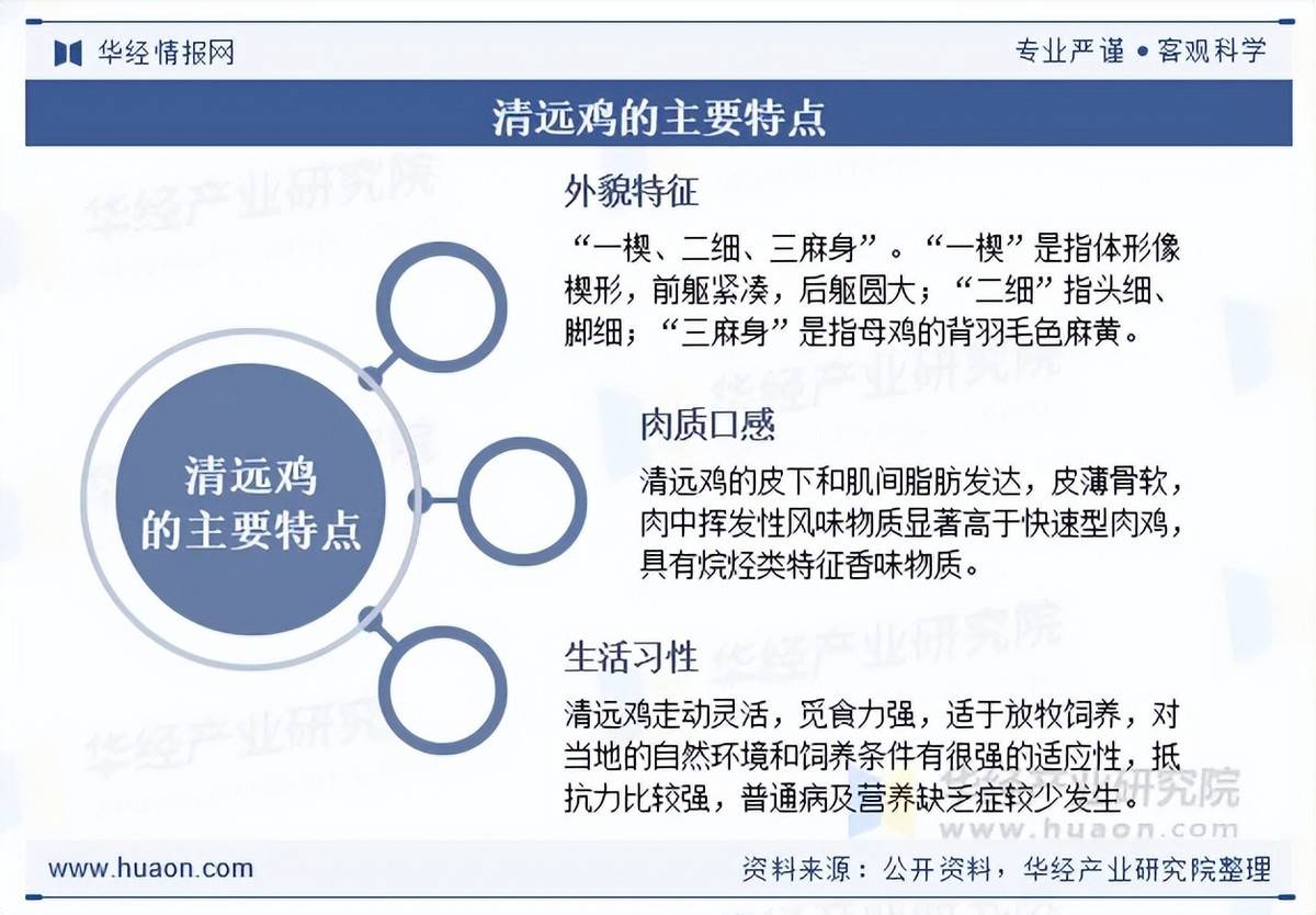 2025年中国清远鸡行业产品特点、产业链